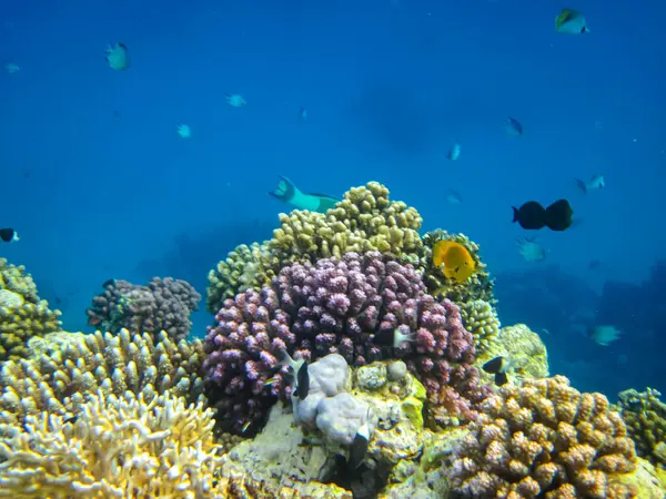 Kızıl Deniz 'in mercan kayalıklarında güzel mercanlar