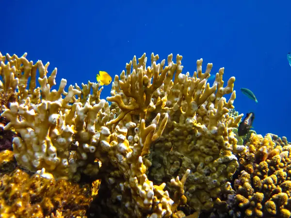 Kızıl Deniz 'in mercan kayalıklarında güzel mercanlar