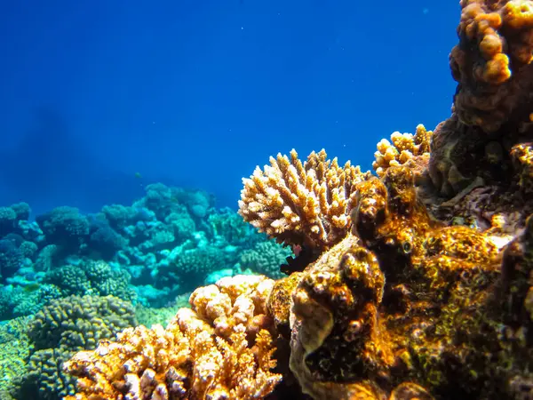 Kızıl Deniz 'in mercan kayalıklarında güzel mercanlar