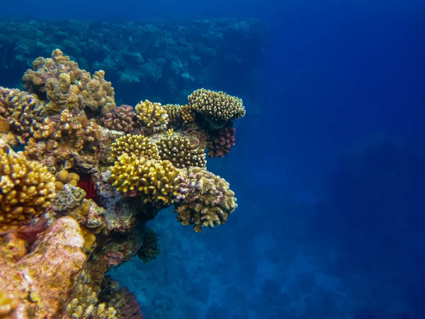 Kızıl Deniz 'in mercan kayalıklarında güzel mercanlar