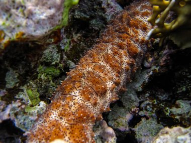 Kızıl Deniz mercan resifinde Pearsonothuria