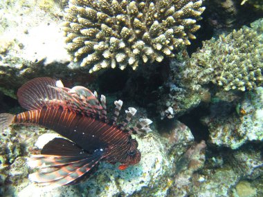 Kızıl Deniz 'in mercan resifinde aslan balığı.