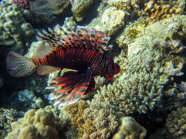 Kızıl Deniz 'in mercan resifinde aslan balığı.