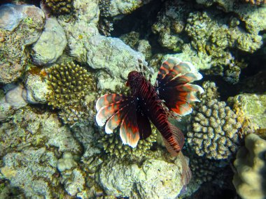 Kızıl Deniz 'in mercan resifinde aslan balığı.