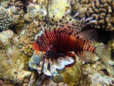 Kızıl Deniz 'in mercan resifinde aslan balığı.