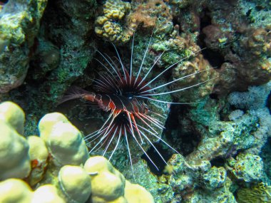 Kızıl Deniz 'in mercan resifinde aslan balığı.