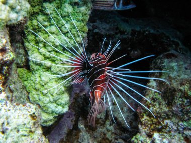 Kızıl Deniz 'in mercan resifinde aslan balığı.