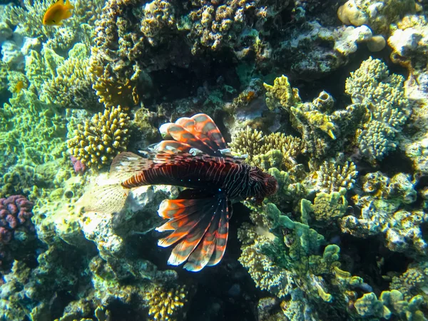 Kızıl Deniz 'in mercan resifinde aslan balığı.