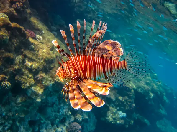 Kızıl Deniz 'in mercan resifinde aslan balığı.