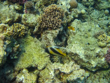 Heniochus Kızıldeniz 'in mercan resiflerinin genişliğinde ara bulut olarak kullanıldı.