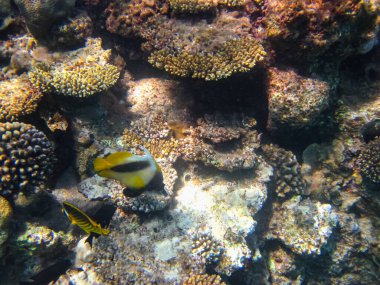Heniochus Kızıldeniz 'in mercan resiflerinin genişliğinde ara bulut olarak kullanıldı.
