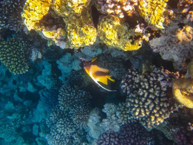 Heniochus Kızıldeniz 'in mercan resiflerinin genişliğinde ara bulut olarak kullanıldı.