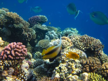 Heniochus Kızıldeniz 'in mercan resiflerinin genişliğinde ara bulut olarak kullanıldı.