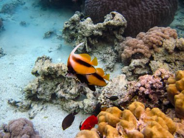 Heniochus Kızıldeniz 'in mercan resiflerinin genişliğinde ara bulut olarak kullanıldı.