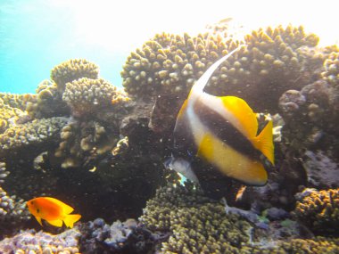 Heniochus Kızıldeniz 'in mercan resiflerinin genişliğinde ara bulut olarak kullanıldı.