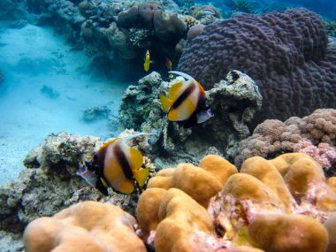 Heniochus Kızıldeniz 'in mercan resiflerinin genişliğinde ara bulut olarak kullanıldı.