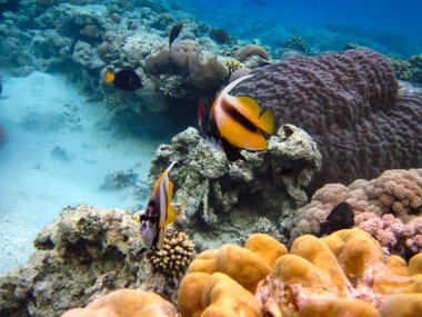 Heniochus Kızıldeniz 'in mercan resiflerinin genişliğinde ara bulut olarak kullanıldı.