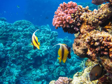 Heniochus Kızıldeniz 'in mercan resiflerinin genişliğinde ara bulut olarak kullanıldı.