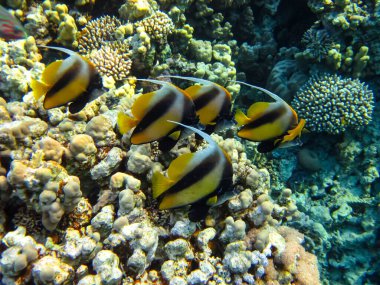 Heniochus Kızıldeniz 'in mercan resiflerinin genişliğinde ara bulut olarak kullanıldı.