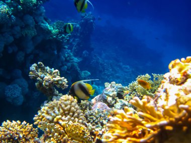 Heniochus Kızıldeniz 'in mercan resiflerinin genişliğinde ara bulut olarak kullanıldı.
