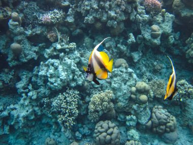 Heniochus Kızıldeniz 'in mercan resiflerinin genişliğinde ara bulut olarak kullanıldı.