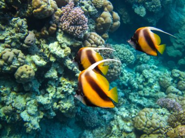 Heniochus Kızıldeniz 'in mercan resiflerinin genişliğinde ara bulut olarak kullanıldı.