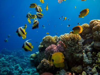 Heniochus Kızıldeniz 'in mercan resiflerinin genişliğinde ara bulut olarak kullanıldı.
