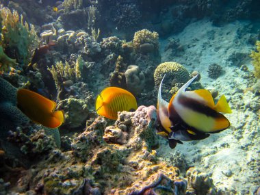 Heniochus Kızıldeniz 'in mercan resiflerinin genişliğinde ara bulut olarak kullanıldı.