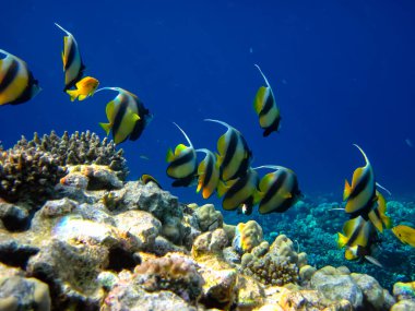 Heniochus Kızıldeniz 'in mercan resiflerinin genişliğinde ara bulut olarak kullanıldı.