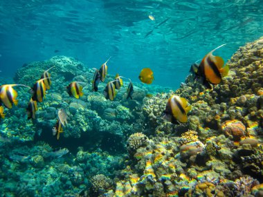 Heniochus Kızıldeniz 'in mercan resiflerinin genişliğinde ara bulut olarak kullanıldı.