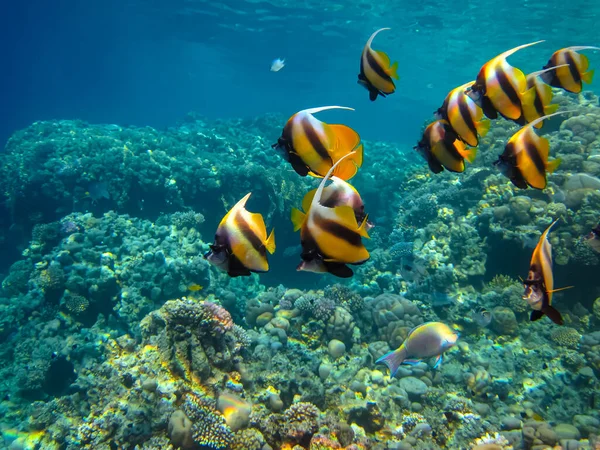 Heniochus Kızıldeniz 'in mercan resiflerinin genişliğinde ara bulut olarak kullanıldı.
