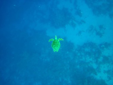 Kızıl Deniz mercan resiflerinin genişliğinde Eretmochelys imbricata