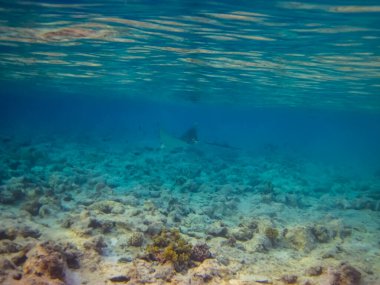 Kızıl Deniz 'in mercan kayalıklarında kartal ışını yayılıyor.