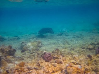 Kızıl Deniz 'in mercan kayalıklarında kartal ışını yayılıyor.
