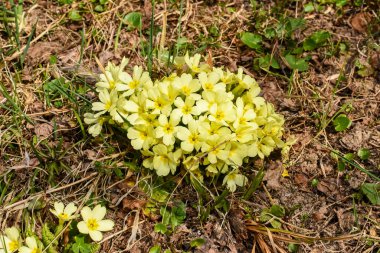 Primula vulgaris ya da güz çayırında yaygın bir çiçek.