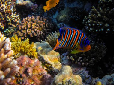 Pygoplites diacanthus ya da kraliyet melek balığı Kızıl Deniz mercan resiflerinin engin bir alanında.