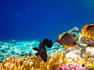 Pygoplites diacanthus ya da kraliyet melek balığı Kızıl Deniz mercan resiflerinin engin bir alanında.