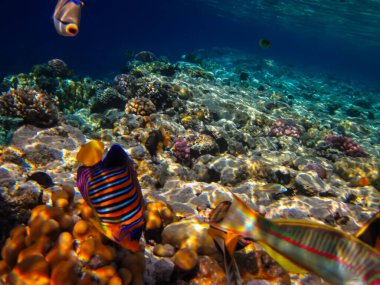Pygoplites diacanthus ya da kraliyet melek balığı Kızıl Deniz mercan resiflerinin engin bir alanında.