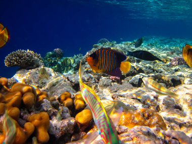 Pygoplites diacanthus ya da kraliyet melek balığı Kızıl Deniz mercan resiflerinin engin bir alanında.