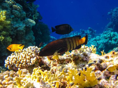 Kızıl Deniz 'in mercan resifinin genişliğinde sefalopholis argus, Peacock garrupa veya garrupa-argus bulunur.