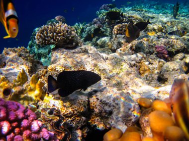 Kızıl Deniz 'in mercan resifinin genişliğinde sefalopholis argus, Peacock garrupa veya garrupa-argus bulunur.
