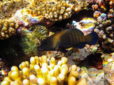 Kızıl Deniz 'in mercan resifinin genişliğinde sefalopholis argus, Peacock garrupa veya garrupa-argus bulunur.