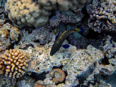 Kızıl Deniz 'in mercan resifinin genişliğinde sefalopholis argus, Peacock garrupa veya garrupa-argus bulunur.