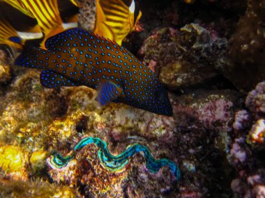 Kızıl Deniz 'in mercan resifinin genişliğinde sefalopholis argus, Peacock garrupa veya garrupa-argus bulunur.