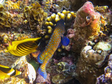 Kızıl Deniz 'in mercan resifinin genişliğinde sefalopholis argus, Peacock garrupa veya garrupa-argus bulunur.