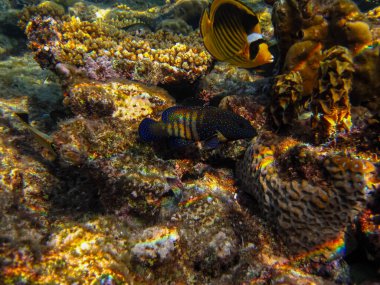Kızıl Deniz 'in mercan resifinin genişliğinde sefalopholis argus, Peacock garrupa veya garrupa-argus bulunur.