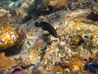 Kızıl Deniz 'in mercan resifinin genişliğinde sefalopholis argus, Peacock garrupa veya garrupa-argus bulunur.