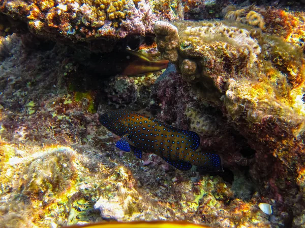 Kızıl Deniz 'in mercan resifinin genişliğinde sefalopholis argus, Peacock garrupa veya garrupa-argus bulunur.