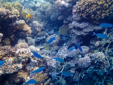 Kızıldeniz 'in mercan resiflerinin genişliğinde birçok renkli balık var.