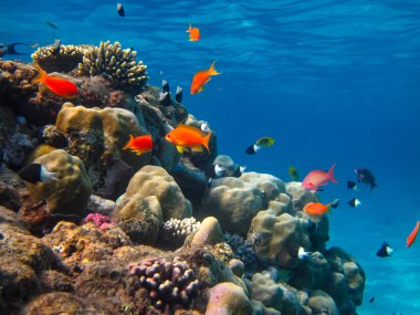 Kızıldeniz 'in mercan resiflerinin genişliğinde birçok renkli balık var.